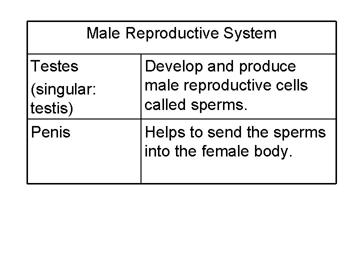 Male Reproductive System Testes (singular: testis) Penis Develop and produce male reproductive cells called