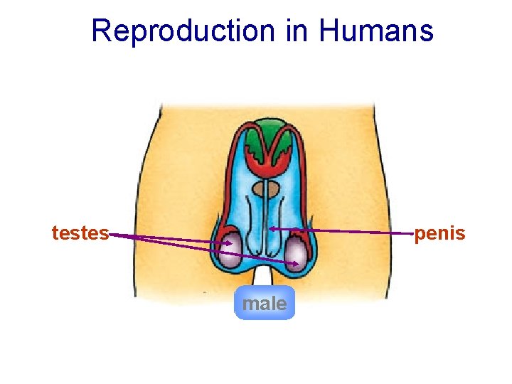Reproduction in Humans testes penis male 