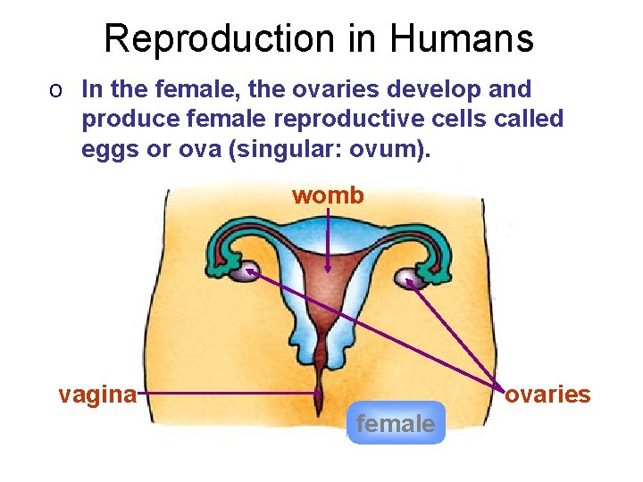 Reproduction in Humans o In the female, the ovaries develop and produce female reproductive