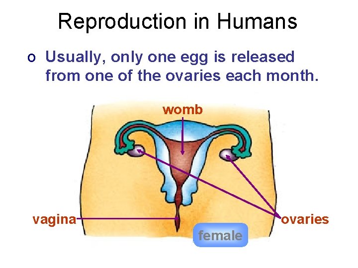 Reproduction in Humans o Usually, only one egg is released from one of the