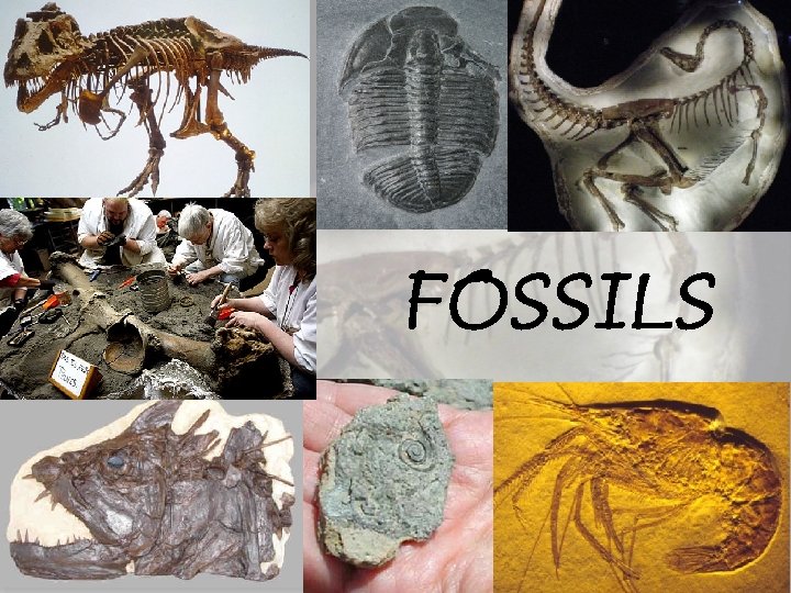 Fossil meaning