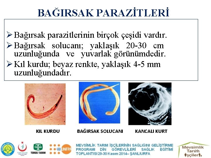 BAĞIRSAK PARAZİTLERİ Ø Bağırsak parazitlerinin birçok çeşidi vardır. Ø Bağırsak solucanı; yaklaşık 20 -30