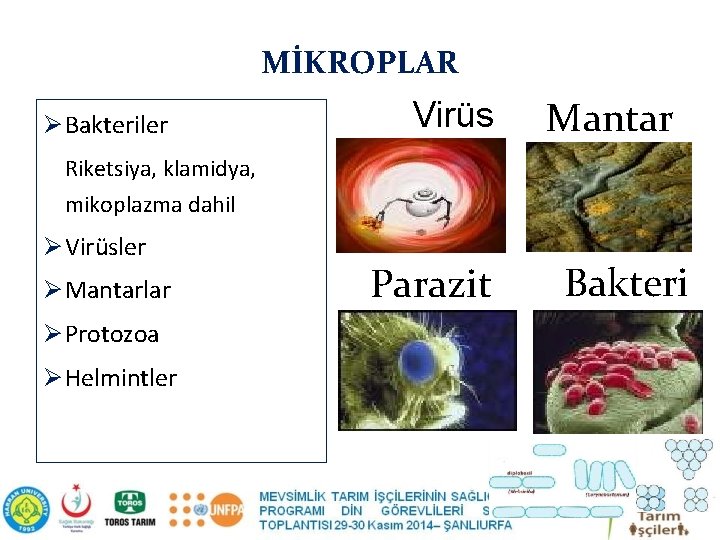 MİKROPLAR Ø Bakteriler Virüs Mantar Riketsiya, klamidya, mikoplazma dahil Ø Virüsler Ø Mantarlar Ø