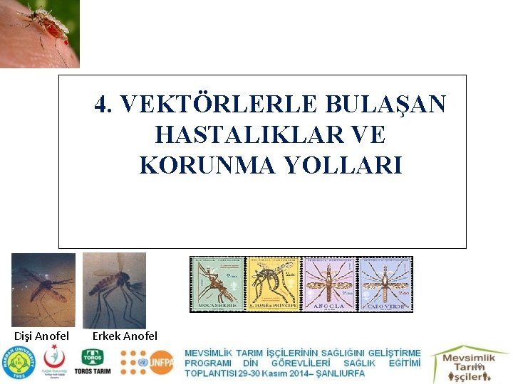 4. VEKTÖRLERLE BULAŞAN HASTALIKLAR VE KORUNMA YOLLARI Dişi Anofel Erkek Anofel 40 