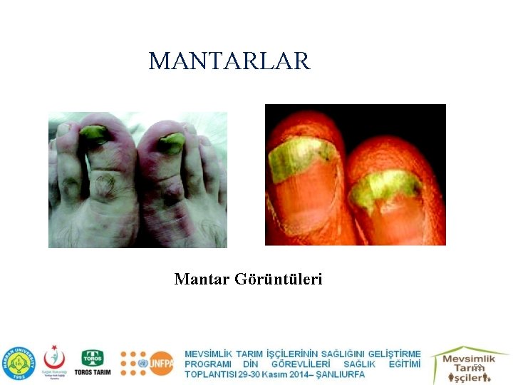 MANTARLAR Mantar Görüntüleri 52 