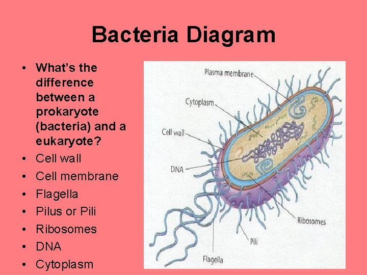 Bacteria Diagram • What’s the difference between a prokaryote (bacteria) and a eukaryote? •