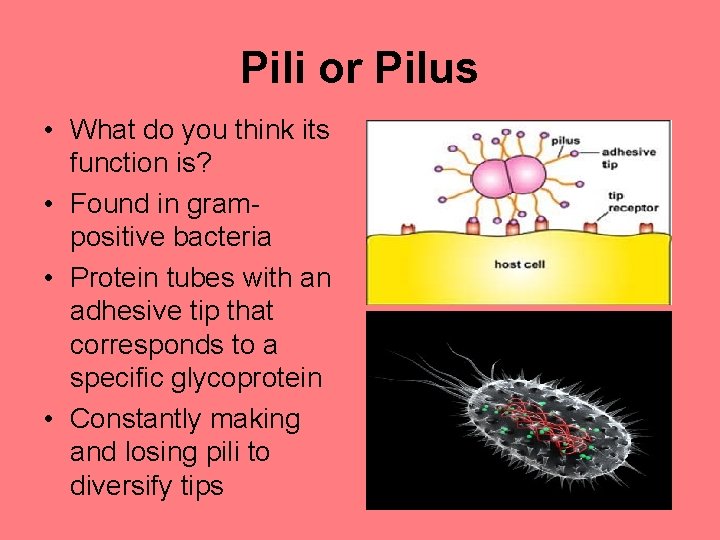 Pili or Pilus • What do you think its function is? • Found in