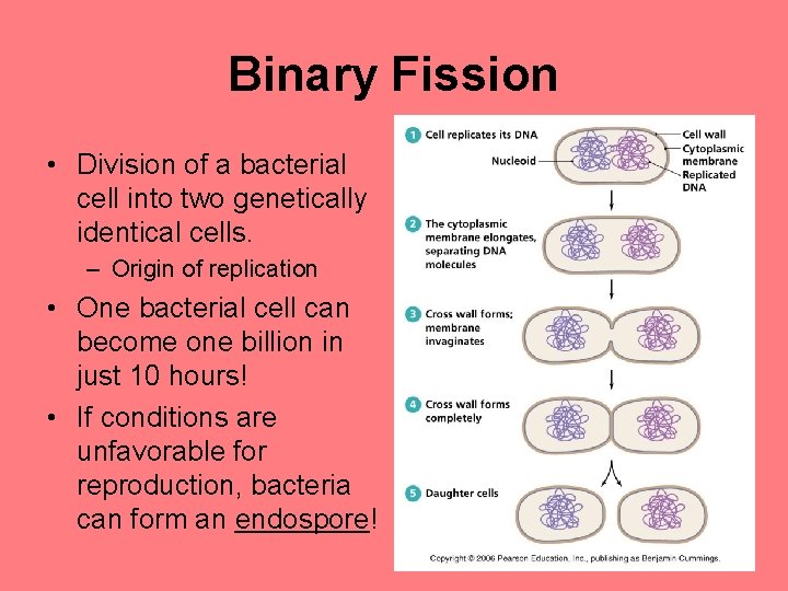 Binary Fission • Division of a bacterial cell into two genetically identical cells. –