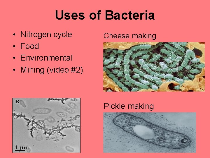 Uses of Bacteria • • Nitrogen cycle Food Environmental Mining (video #2) Uranium cleanup