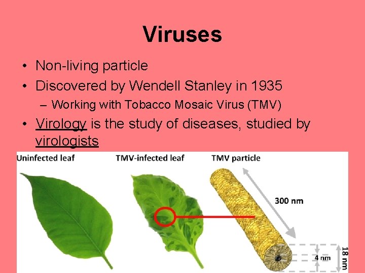 Viruses • Non-living particle • Discovered by Wendell Stanley in 1935 – Working with