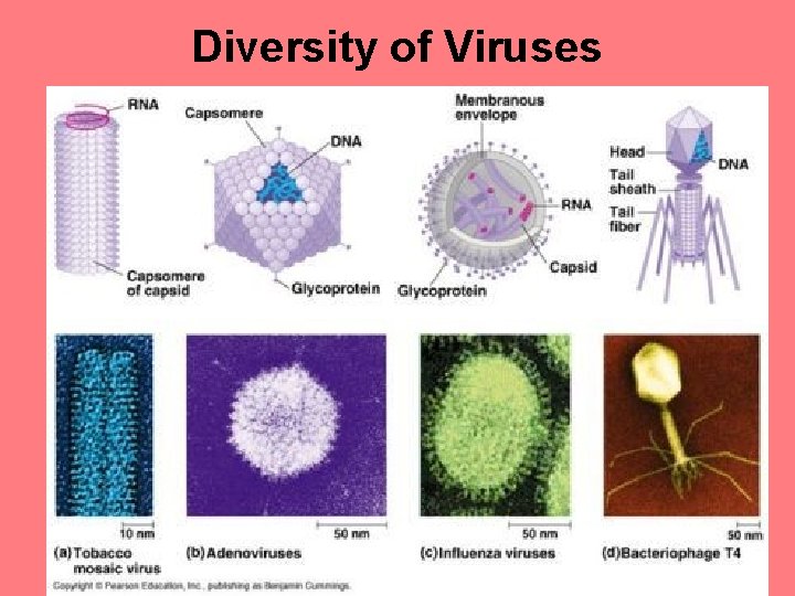 Diversity of Viruses 