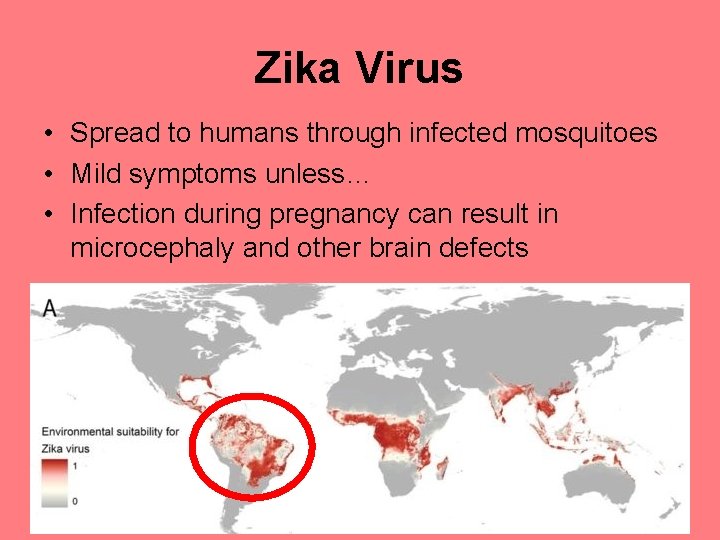 Zika Virus • Spread to humans through infected mosquitoes • Mild symptoms unless… •