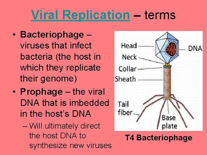Viral Replication – terms • Bacteriophage – viruses that infect bacteria (the host in