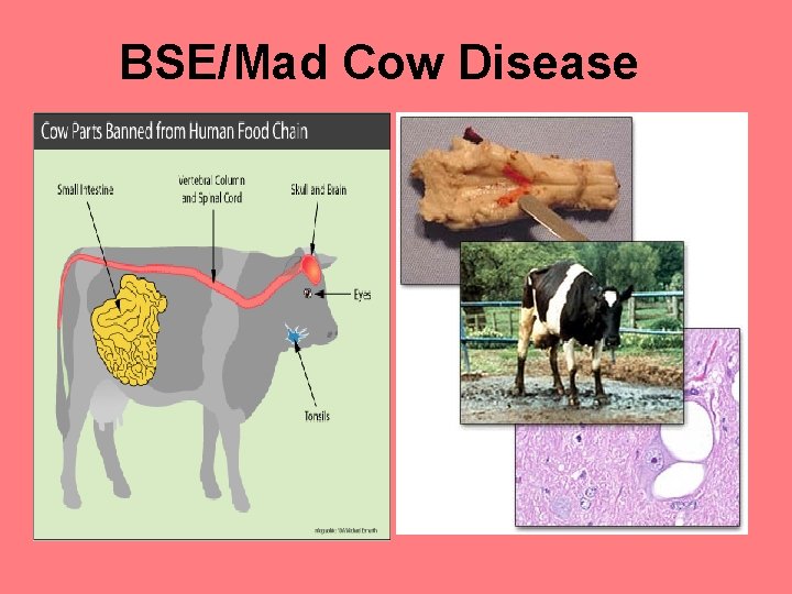 BSE/Mad Cow Disease 