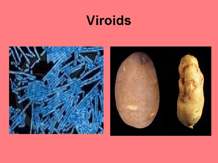 Viroids 