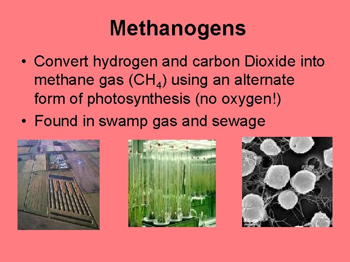 Methanogens • Convert hydrogen and carbon Dioxide into methane gas (CH 4) using an