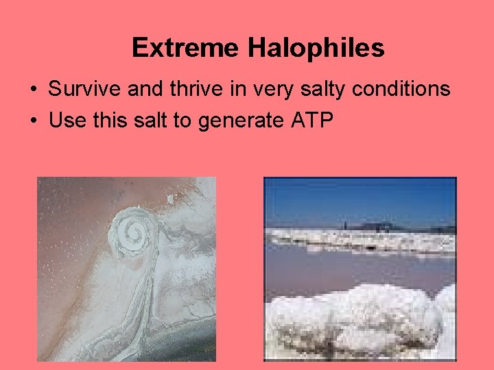 Extreme Halophiles • Survive and thrive in very salty conditions • Use this salt