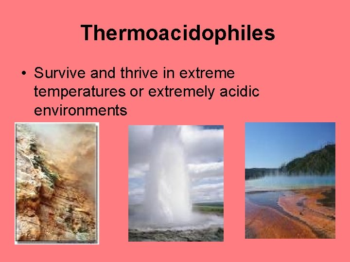 Thermoacidophiles • Survive and thrive in extreme temperatures or extremely acidic environments 