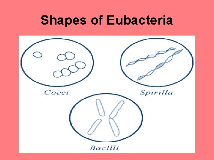 Shapes of Eubacteria 