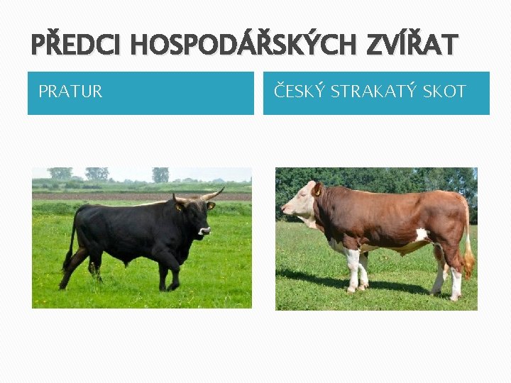 PŘEDCI HOSPODÁŘSKÝCH ZVÍŘAT PRATUR ČESKÝ STRAKATÝ SKOT 