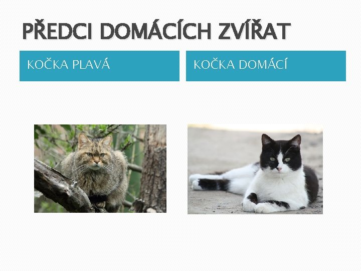 PŘEDCI DOMÁCÍCH ZVÍŘAT KOČKA PLAVÁ KOČKA DOMÁCÍ 