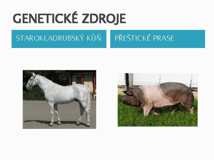 GENETICKÉ ZDROJE STAROKLADRUBSKÝ KŮŇ PŘEŠTICKÉ PRASE 