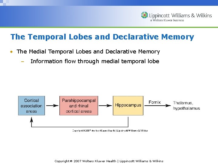 The Temporal Lobes and Declarative Memory • The Medial Temporal Lobes and Declarative Memory