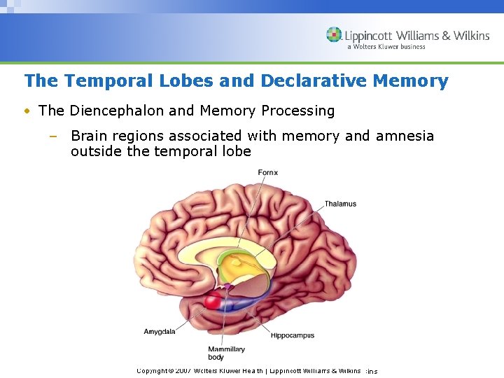 The Temporal Lobes and Declarative Memory • The Diencephalon and Memory Processing – Brain