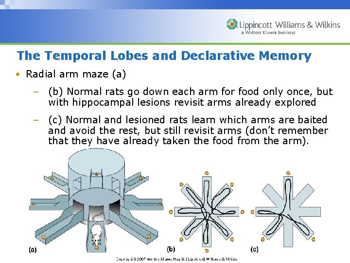 The Temporal Lobes and Declarative Memory • Radial arm maze (a) – (b) Normal