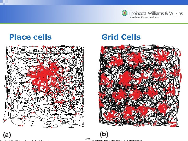 Place cells Grid Cells Copyright © 2007 Wolters Kluwer Health | Lippincott Williams &