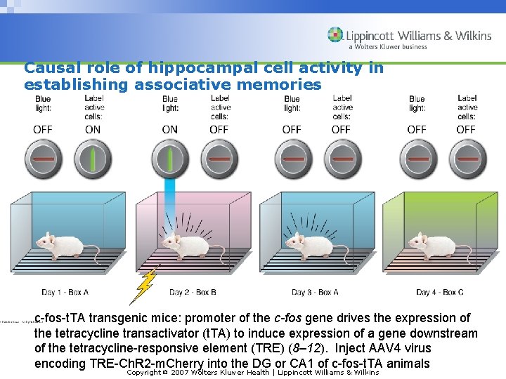 Causal role of hippocampal cell activity in establishing associative memories c-fos-t. TA transgenic mice: