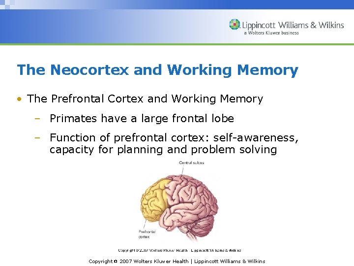 The Neocortex and Working Memory • The Prefrontal Cortex and Working Memory – Primates