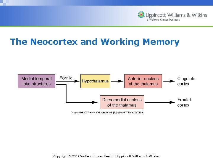 The Neocortex and Working Memory Copyright © 2007 Wolters Kluwer Health | Lippincott Williams