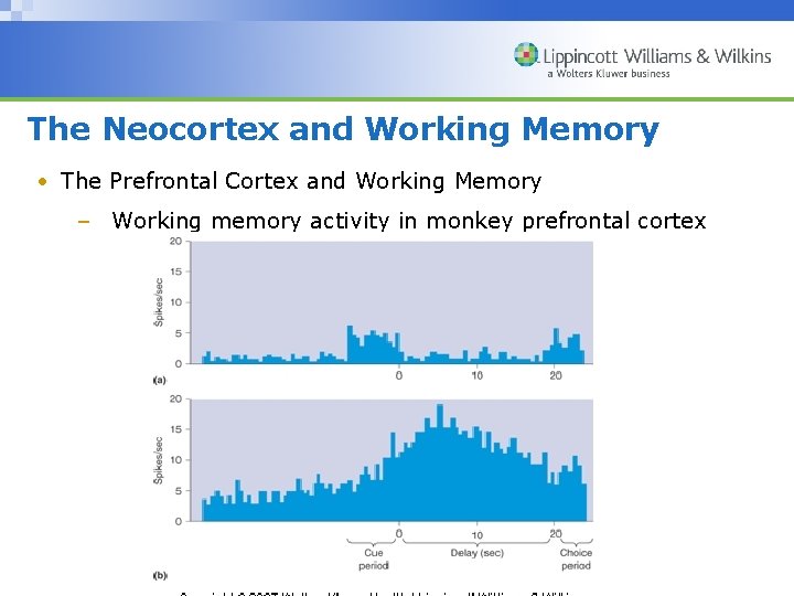 The Neocortex and Working Memory • The Prefrontal Cortex and Working Memory – Working