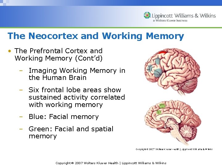 The Neocortex and Working Memory • The Prefrontal Cortex and Working Memory (Cont’d) –