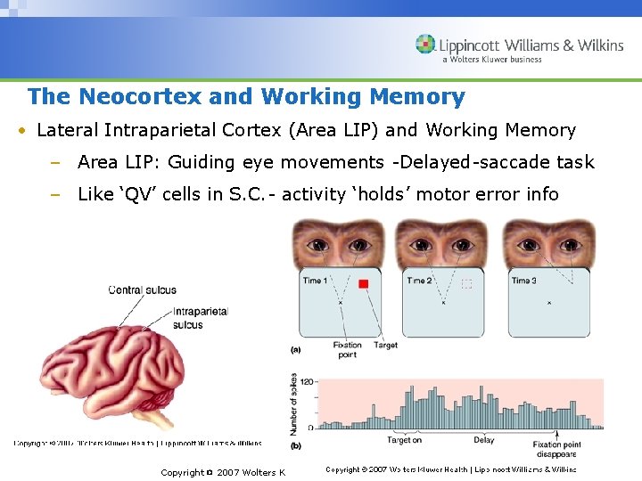 The Neocortex and Working Memory • Lateral Intraparietal Cortex (Area LIP) and Working Memory