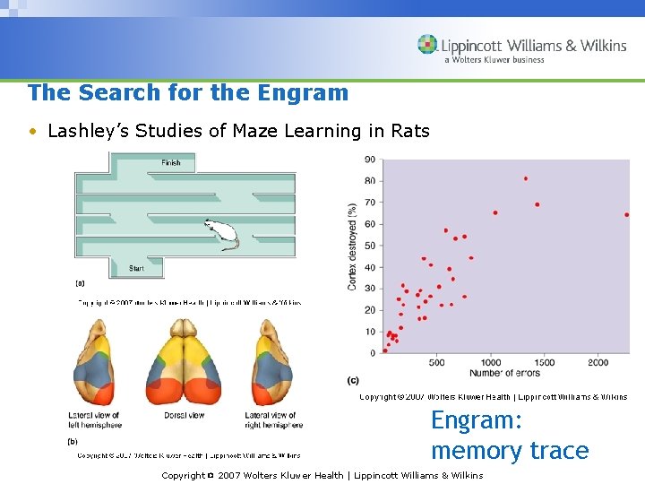 The Search for the Engram • Lashley’s Studies of Maze Learning in Rats Engram: