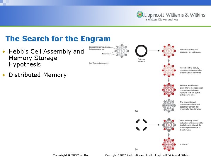 The Search for the Engram • Hebb’s Cell Assembly and Memory Storage Hypothesis •