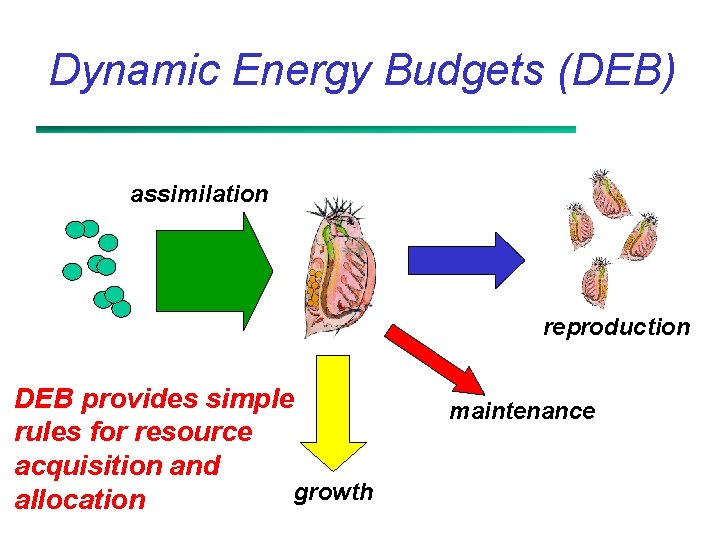 Dynamic Energy Budgets (DEB) assimilation reproduction DEB provides simple rules for resource acquisition and