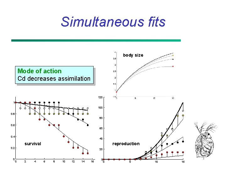 Simultaneous fits body size Mode of action Cd decreases assimilation 120 1 100 0.