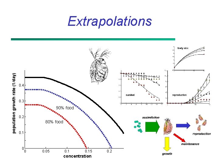 population growth rate (1/day) Extrapolations 0. 4 0. 3 90% food 0. 2 80%