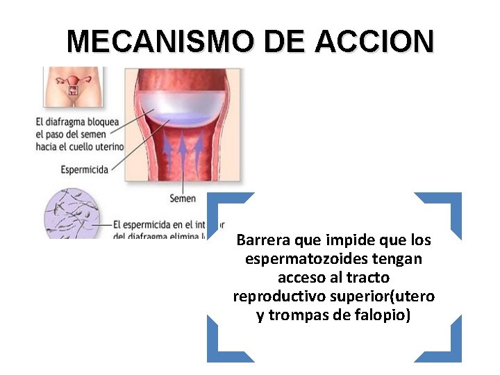MECANISMO DE ACCION Barrera que impide que los espermatozoides tengan acceso al tracto reproductivo