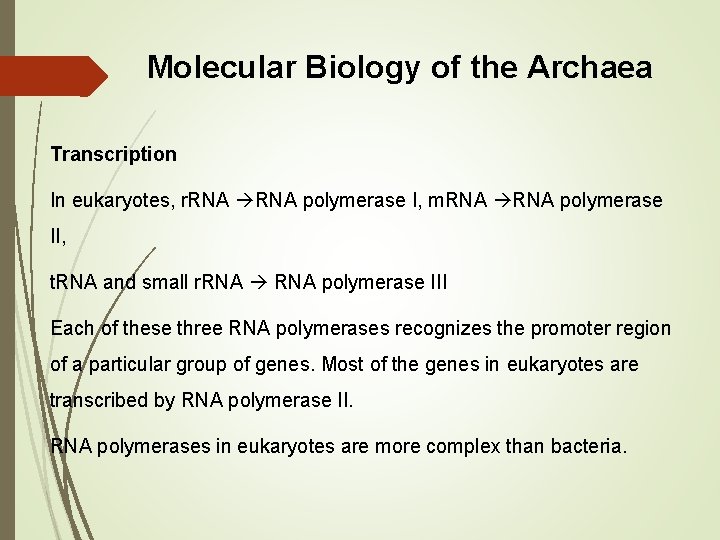 Molecular Biology of the Archaea Transcription In eukaryotes, r. RNA polymerase I, m. RNA