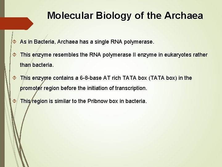 Molecular Biology of the Archaea As in Bacteria, Archaea has a single RNA polymerase.