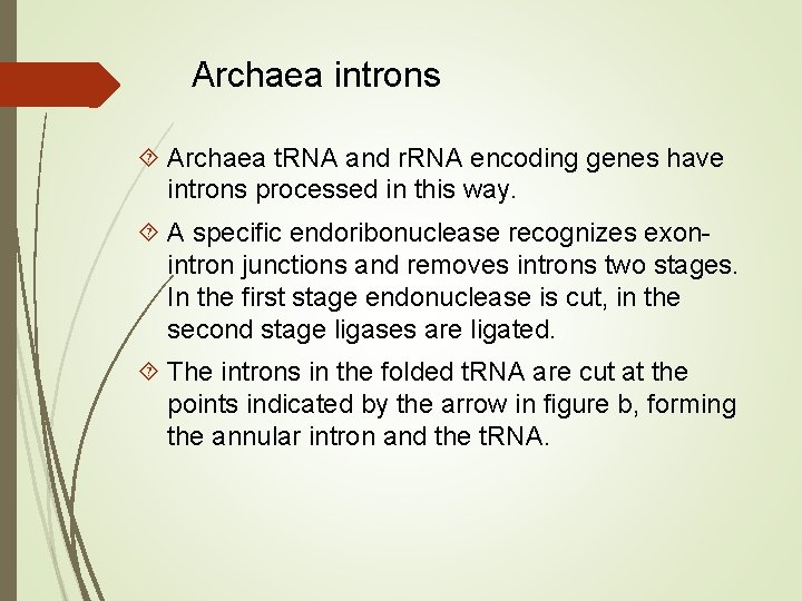 Archaea introns Archaea t. RNA and r. RNA encoding genes have introns processed in