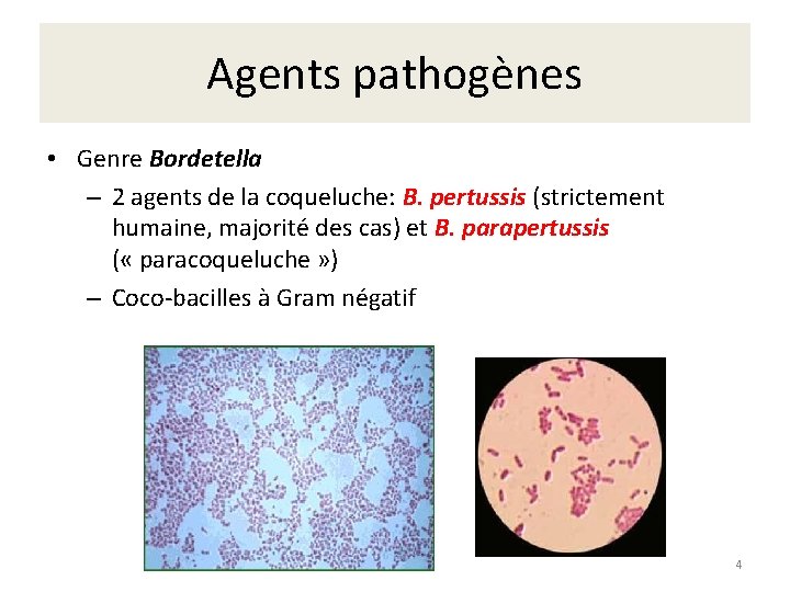 Agents pathogènes • Genre Bordetella – 2 agents de la coqueluche: B. pertussis (strictement