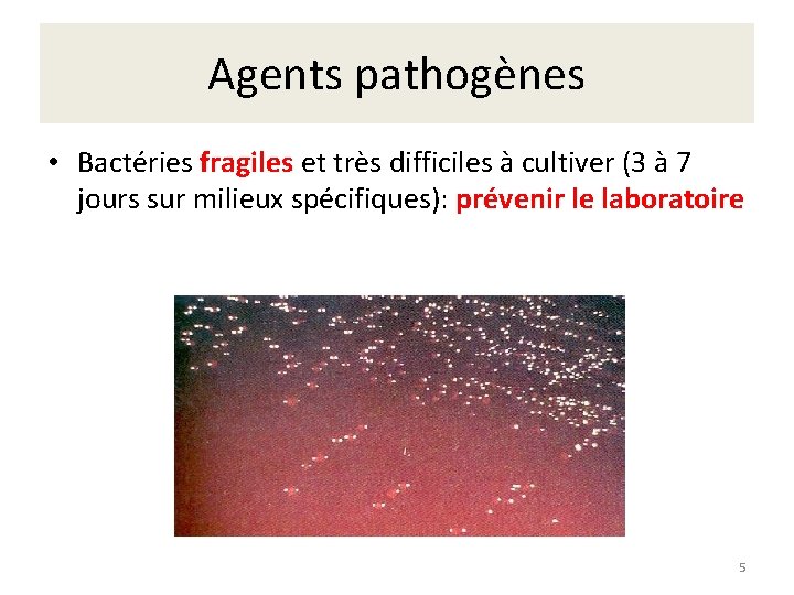 Agents pathogènes • Bactéries fragiles et très difficiles à cultiver (3 à 7 jours