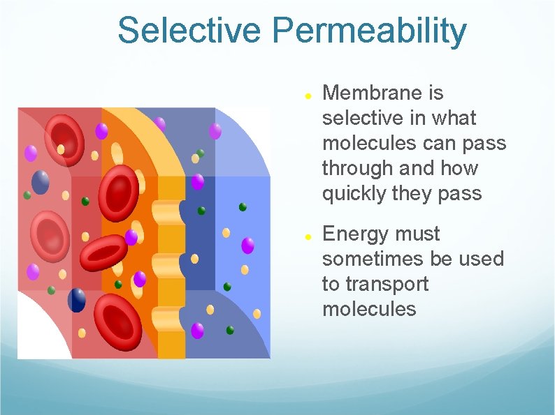 Membrane Structure and Function Selectively permeable membranes are