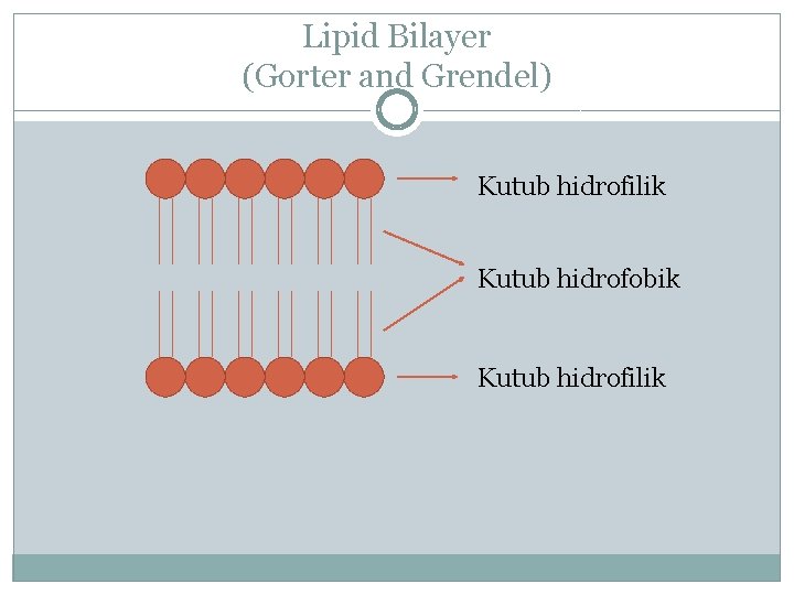 Lipid Bilayer (Gorter and Grendel) Kutub hidrofilik Kutub hidrofobik Kutub hidrofilik 
