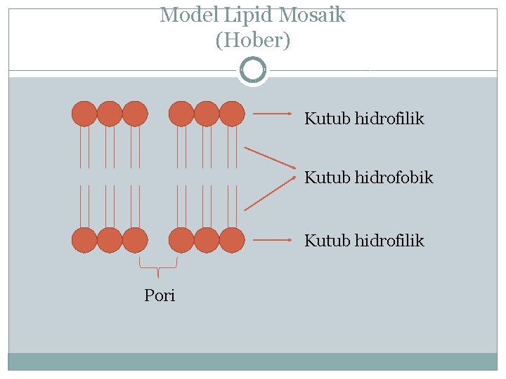 Model Lipid Mosaik (Hober) Kutub hidrofilik Kutub hidrofobik Kutub hidrofilik Pori 